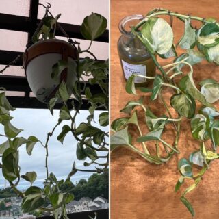 以前作った植木鉢ハンガーのポトスと、切って水に挿した枝