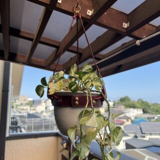 ポトスを植えた鉢をベランダに吊るした、完成した革製植木鉢ハンガー02